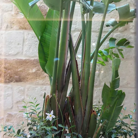 Conte Cavour Monopoli