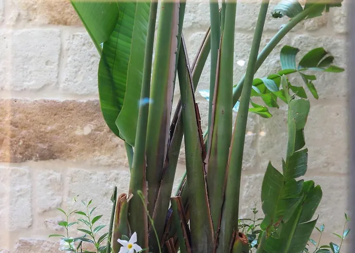 Conte Cavour モノーポリ